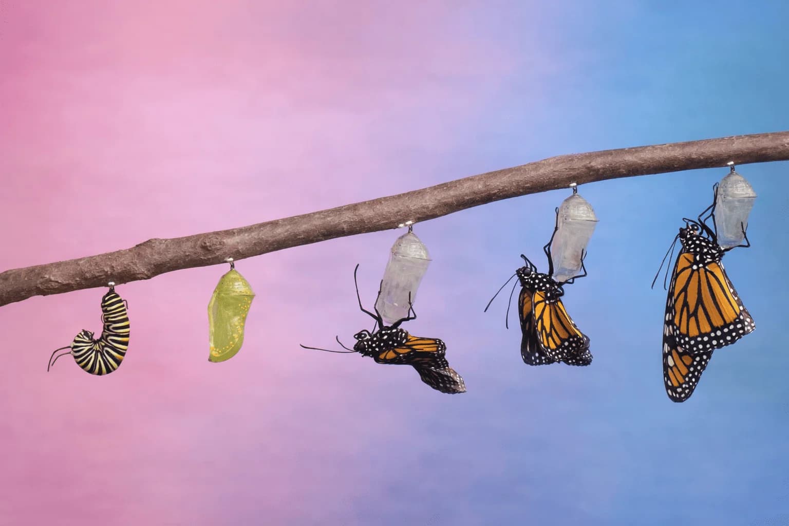 Social Media Marketing in 2026: The Seven Shifts Redefining How Brands Grow